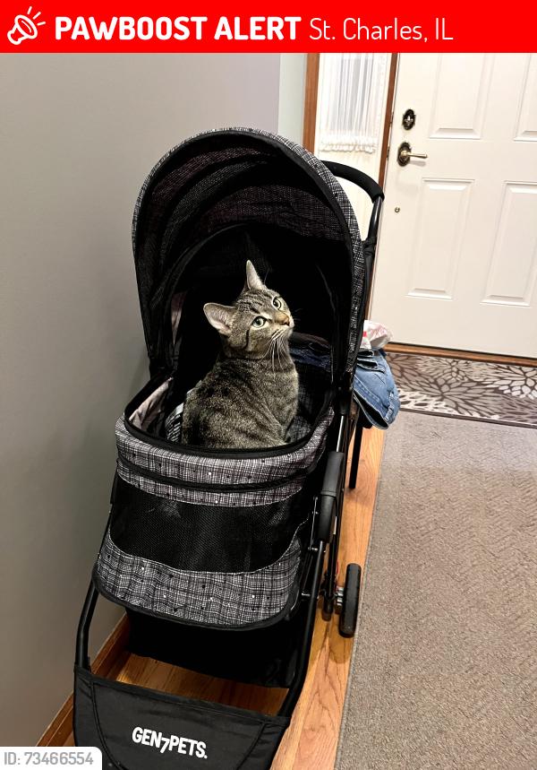 Lost Male Cat last seen 5th Avenue and Fulton Avenue, St. Charles, IL 60174