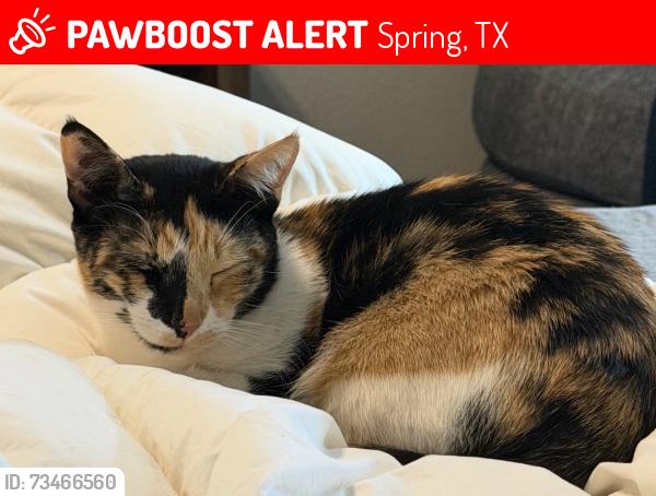 Lost Female Cat last seen Connordale & Ashlyn Ridge, Spring, TX 77386