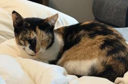 Lost Female Cat last seen Connordale & Ashlyn Ridge, Spring, TX 77386