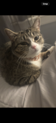 Lost Female Cat last seen Hemingway way Ave Taylor Ave, East Haven, CT 06512