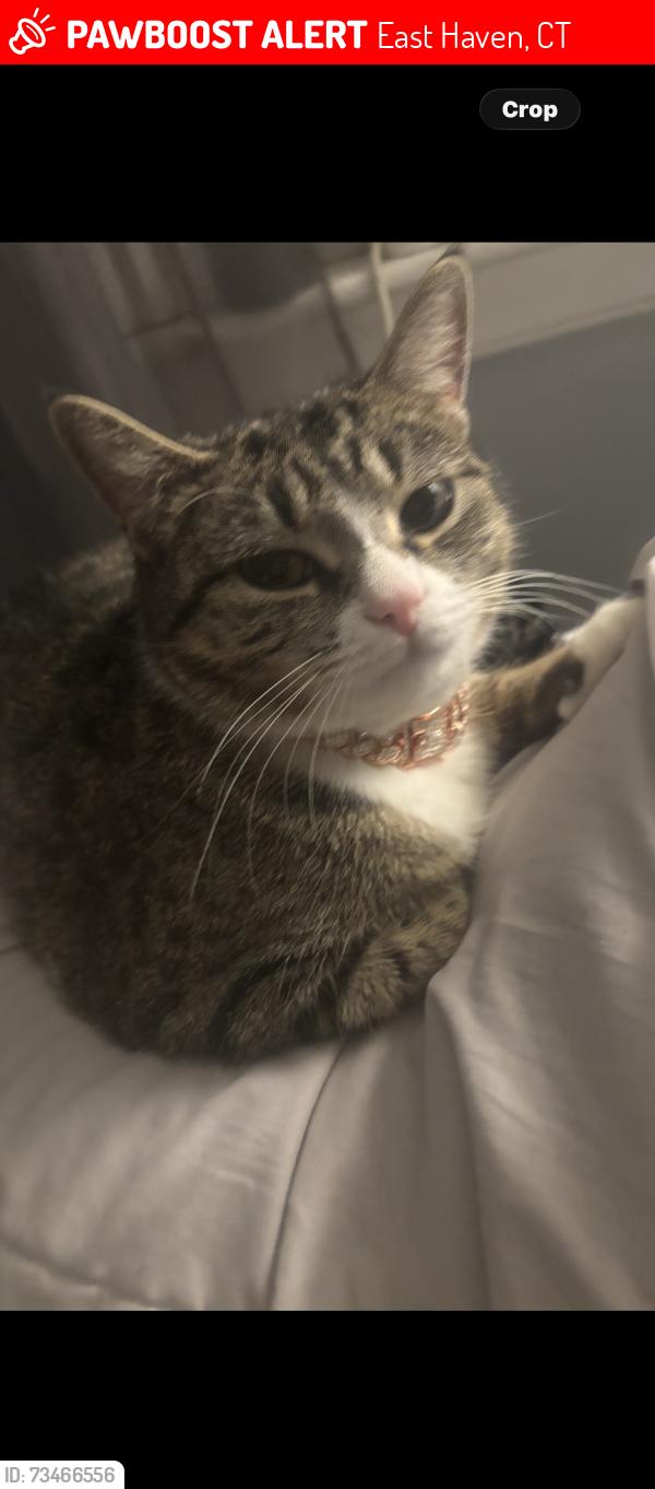 Lost Female Cat last seen Hemingway way Ave Taylor Ave, East Haven, CT 06512