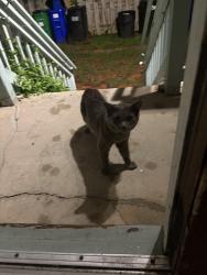 Found/Stray Unknown Cat last seen Baltimore and fair st, Savage, MD 20763