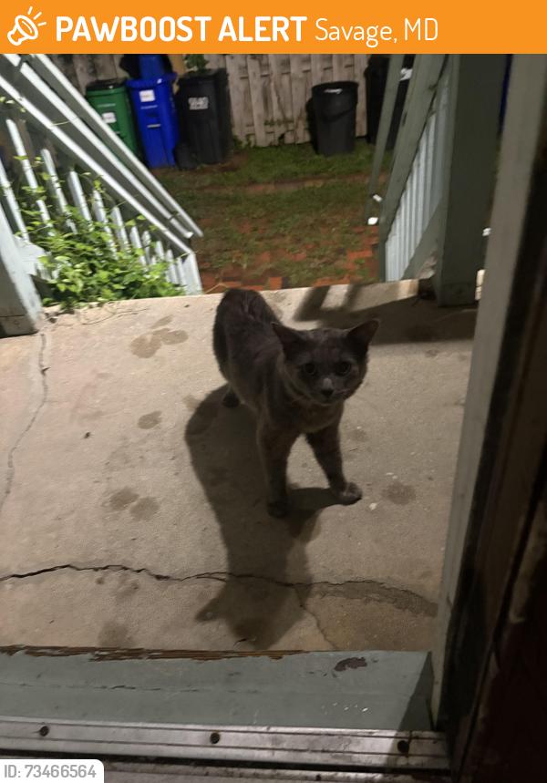 Found/Stray Unknown Cat last seen Baltimore and fair st, Savage, MD 20763