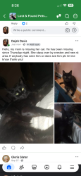 Lost Male Cat last seen Near Eastwood dr, Muskegon, MI 49442