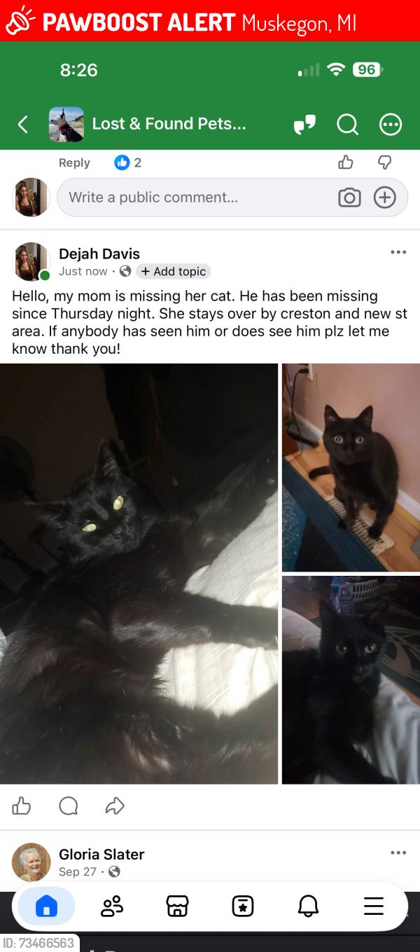 Lost Male Cat last seen Near Eastwood dr, Muskegon, MI 49442