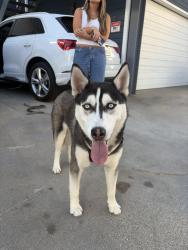 Found/Stray Male Dog last seen Near Pacific & Wavecrest in Venice, Los Angeles, CA 90291