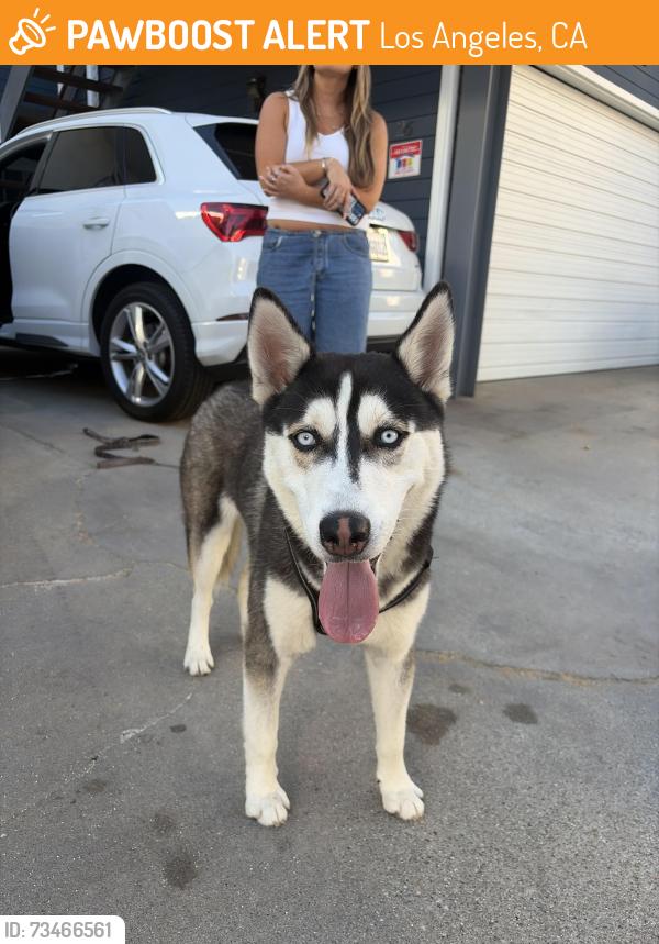 Found/Stray Male Dog last seen Near Pacific & Wavecrest in Venice, Los Angeles, CA 90291