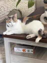 Lost Female Cat last seen 103rd st, Kansas City, MO 64137
