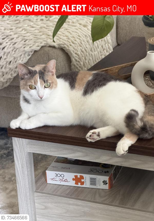 Lost Female Cat last seen 103rd st, Kansas City, MO 64137