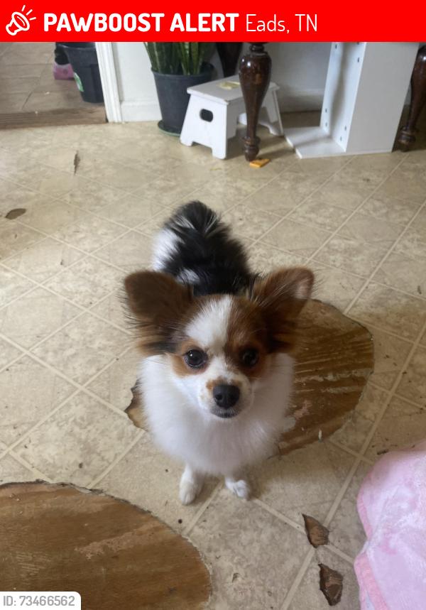 Lost Female Dog last seen Near Fayette Packing Company, Eads, TN 38028