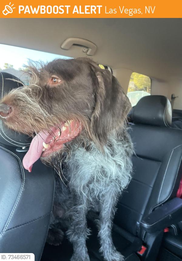 Found/Stray Male Dog last seen Arvillle and pebble, Las Vegas, NV 89139