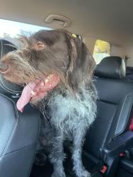 Found/Stray Male Dog last seen Arvillle and pebble, Las Vegas, NV 89139