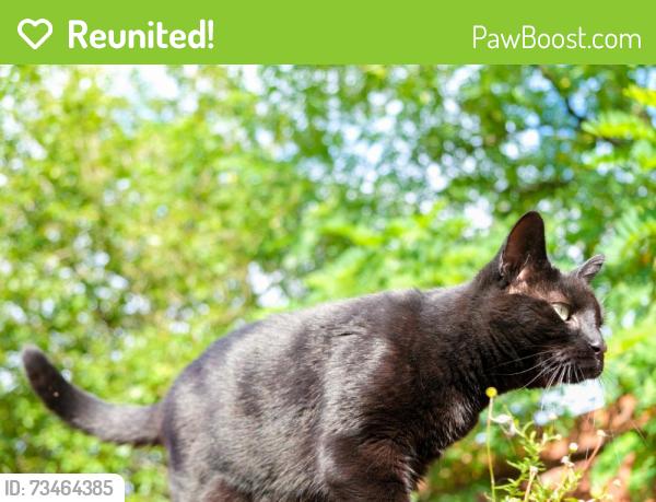 Reunited Female Cat last seen Broom Lane, Levenshulme, Greater Manchester, England M19 2UB