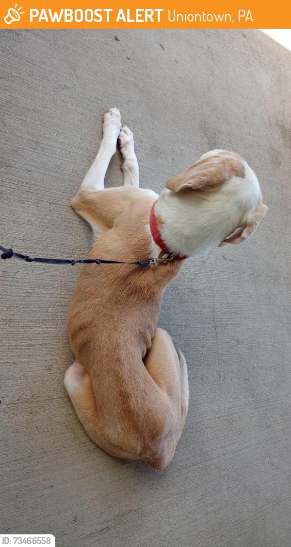 Found/Stray Female Dog last seen Near Lafayette school, Uniontown, PA 15401