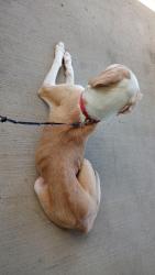 Found/Stray Female Dog last seen Near Lafayette school, Uniontown, PA 15401