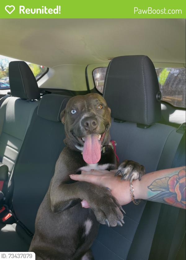 Reunited Male Dog last seen Lower Roswell Road, Marietta, GA 30067