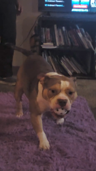 Reunited Male Dog last seen dollar general Highway 17 Bostwick Florida 32177, Palatka, FL 32177