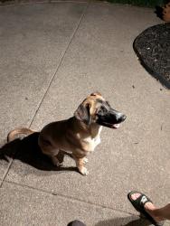 Reunited Female Dog last seen Jomar Dr and Ellard Pl in Concord, Concord, CA 94521