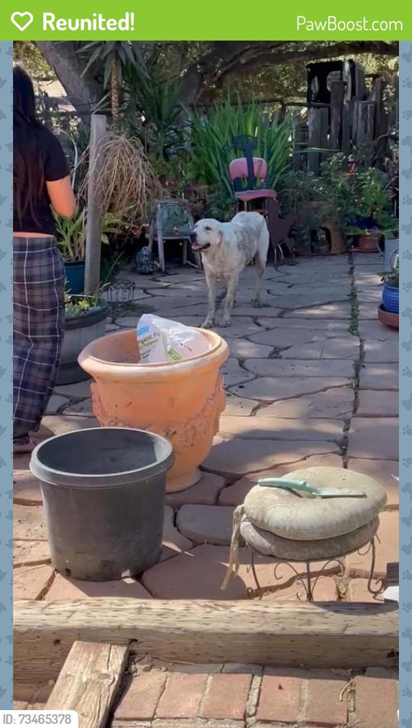 Reunited Female Dog last seen Cole and San Juan rd, Aromas, CA 95004