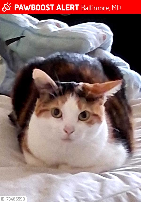 Lost Female Cat last seen Gilmore st, Baltimore, MD 21217