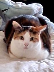 Lost Female Cat last seen Gilmore st, Baltimore, MD 21217