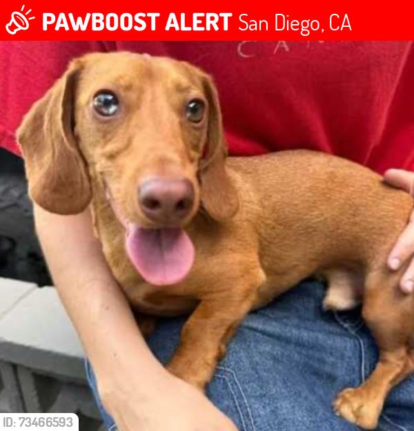 Lost Male Dog last seen Myrtle Street, San Diego, CA 92105