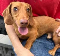 Lost Male Dog last seen Myrtle Street, San Diego, CA 92105