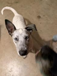 Found/Stray Male Dog last seen Piedmont, sc, Piedmont, SC 29673