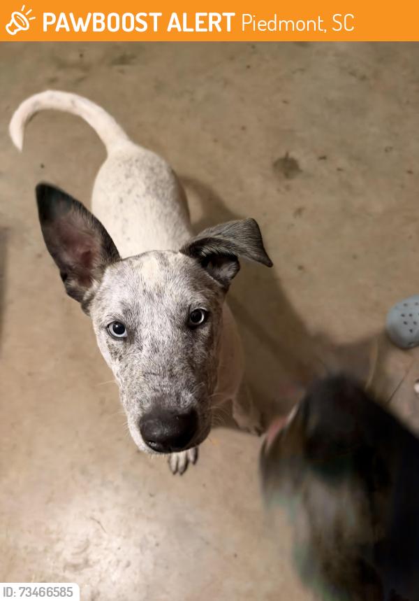 Found/Stray Male Dog last seen Piedmont, sc, Piedmont, SC 29673