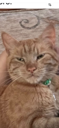 Lost Female Cat last seen Greenleys, Greenleys, England 