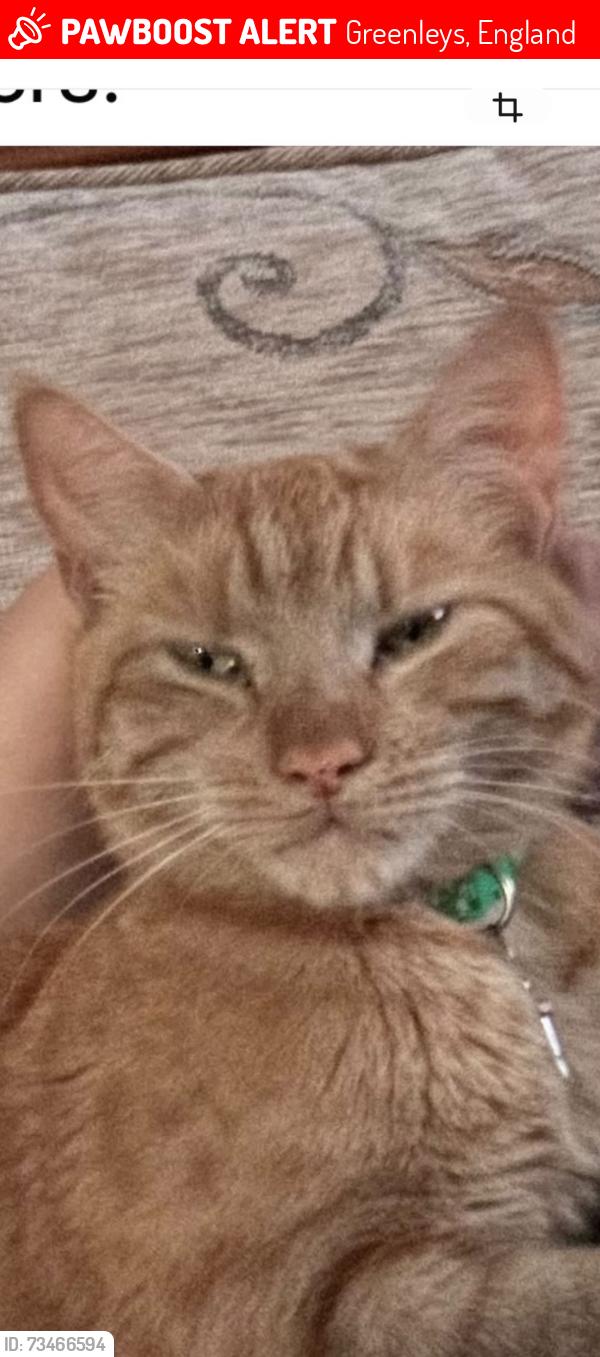 Lost Female Cat last seen Greenleys, Greenleys, England 