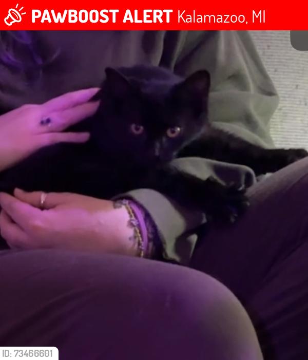Lost Female Cat last seen West main, Kalamazoo, MI 49006
