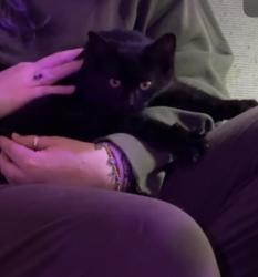 Lost Female Cat last seen West main, Kalamazoo, MI 49006
