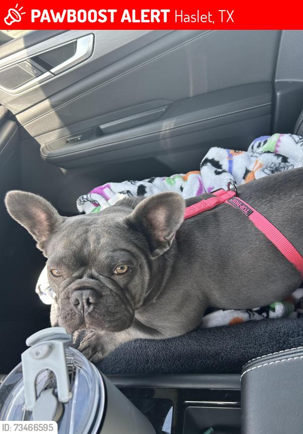 Lost Female Dog last seen Sendera ranch, Haslet, TX 76052