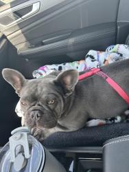 Lost Female Dog last seen Sendera ranch, Haslet, TX 76052