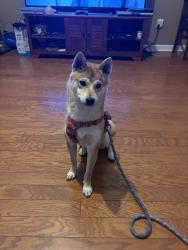 Lost Male Dog last seen Sandridge Neighborhood off Tobacco Road, Hephzibah, GA 30815