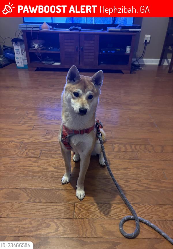 Lost Male Dog last seen Sandridge Neighborhood off Tobacco Road, Hephzibah, GA 30815