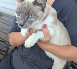 Found/Stray Female Cat last seen Sandy post office, Sandy, UT 84093