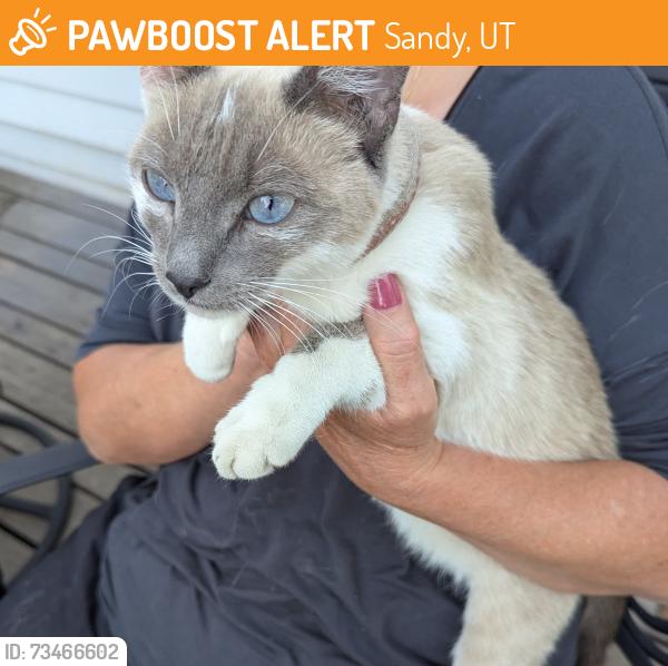 Found/Stray Female Cat last seen Sandy post office, Sandy, UT 84093