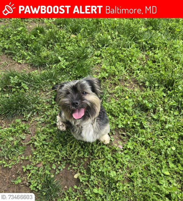 Lost Male Dog last seen N. Bentalou Street and Lafayette, Baltimore, MD 21216