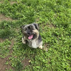 Lost Male Dog last seen N. Bentalou Street and Lafayette, Baltimore, MD 21216