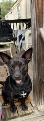 Found/Stray Male Dog last seen Gravely rd, Kingsport, TN 37660