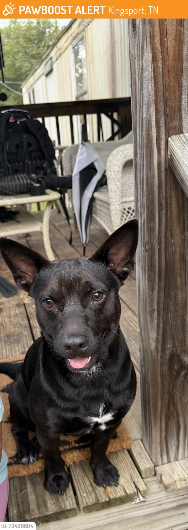 Found/Stray Male Dog last seen Gravely rd, Kingsport, TN 37660