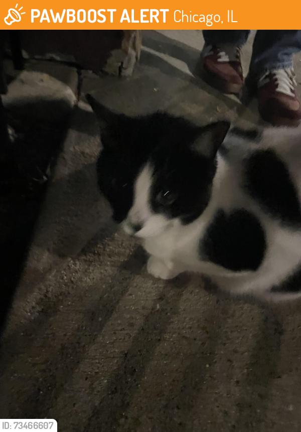 Found/Stray Unknown Cat last seen Dunkin Donuts - Fullerton & Rockwell, Chicago, IL 60647