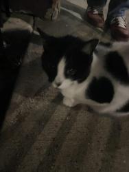 Found/Stray Unknown Cat last seen Dunkin Donuts - Fullerton & Rockwell, Chicago, IL 60647