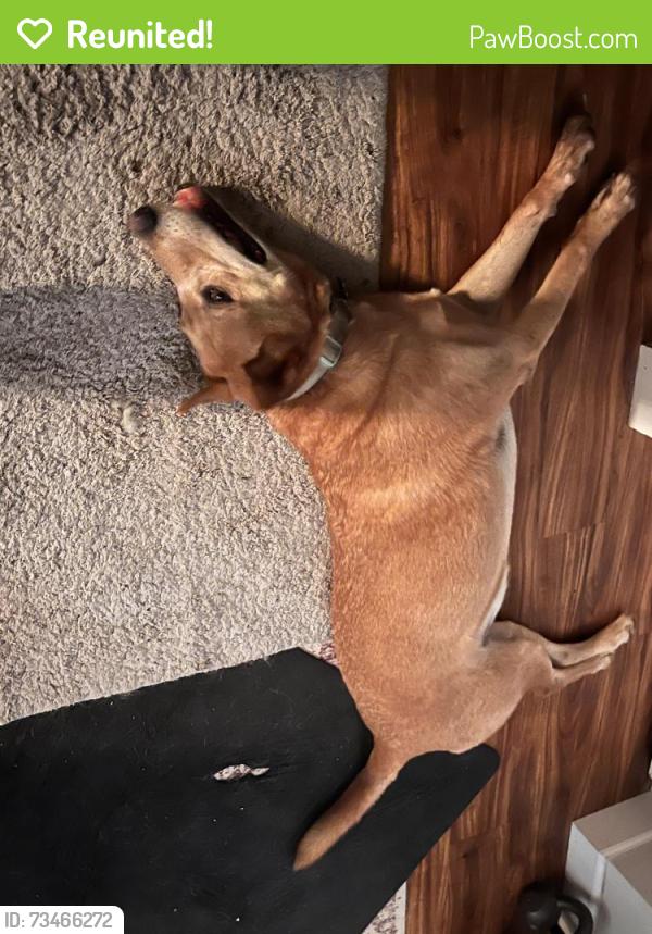 Reunited Male Dog last seen Benson Rd and Riverpoint Court, Nashville, TN 37214
