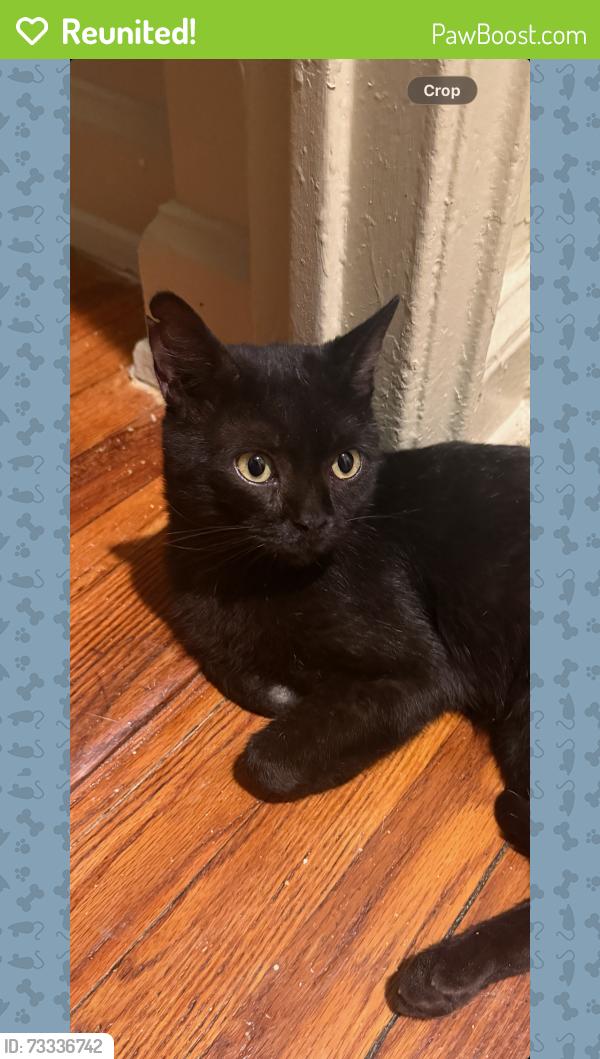 Reunited Male Cat last seen 35th Street and 20th Road Astoria, NY, Queens, NY 11105