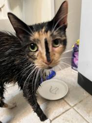 Reunited Female Cat last seen Royal oaks apmts near trails, South Brunswick Township, NJ 08902