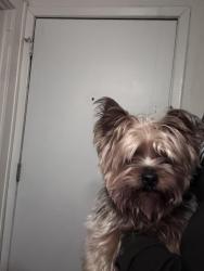 Reunited Unknown Dog last seen Powderhorn Park, Minneapolis, MN 55407