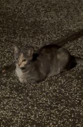 Found/Stray Female Cat last seen Fiji Dr, San Jose, CA 95127